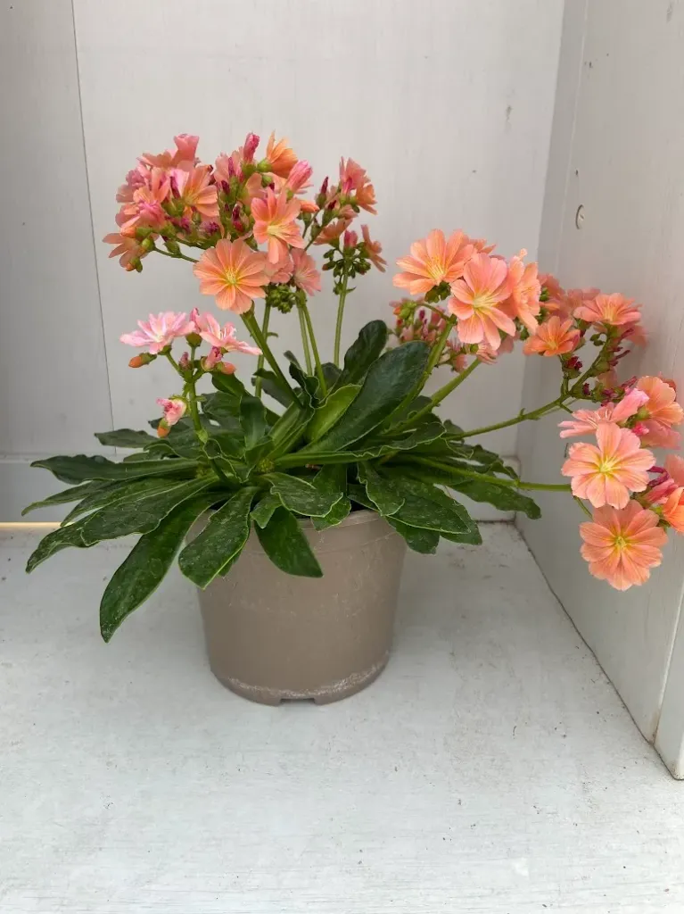 Lewisia Elise Orange